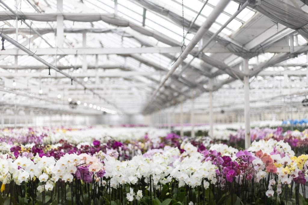 GPN Grower Profile: Historical&nbsp;Horticulture